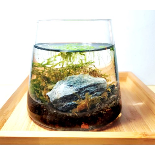 5微宇宙1號