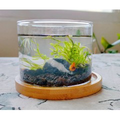 5微宇宙2號