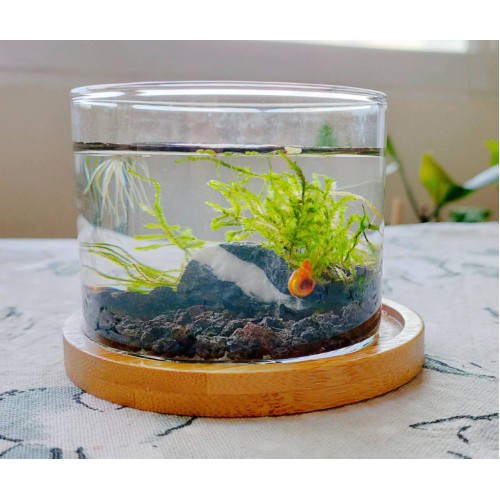 5微宇宙2號