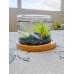 5微宇宙2號